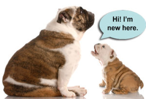 Tips on introducing a new dog to your household